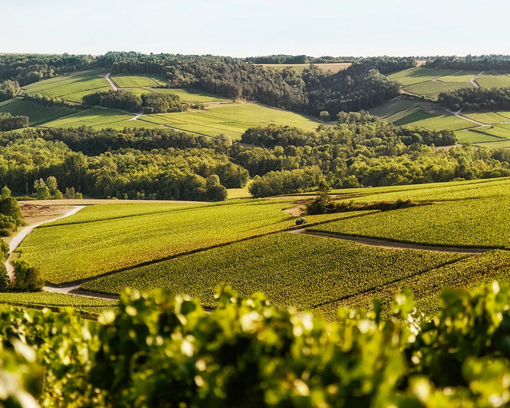 Chassenay d’Arce – Maison de Vignerons Bild 3