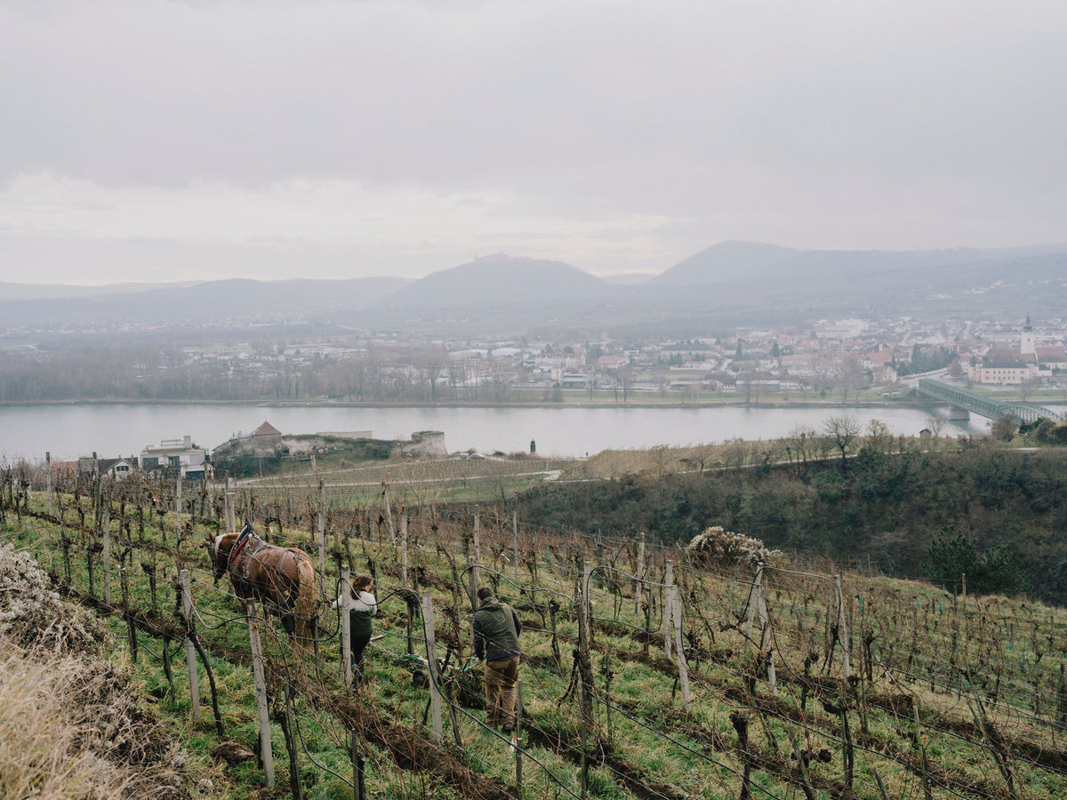 Header Nikolaihof