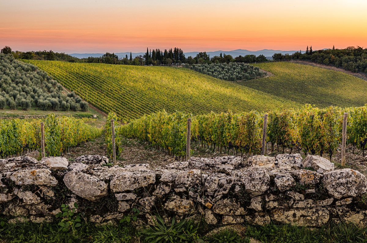 Header Castello di Ama