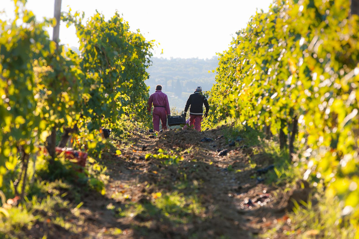Header Tenuta di Argiano