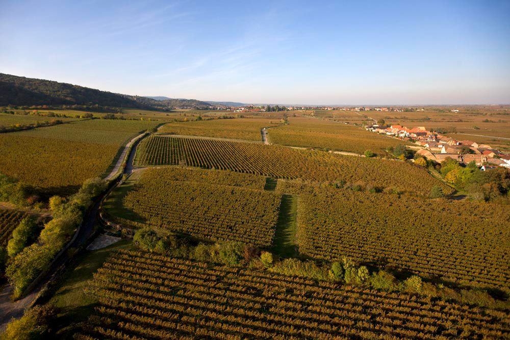 Header Weingut Dr. Bürklin-Wolf