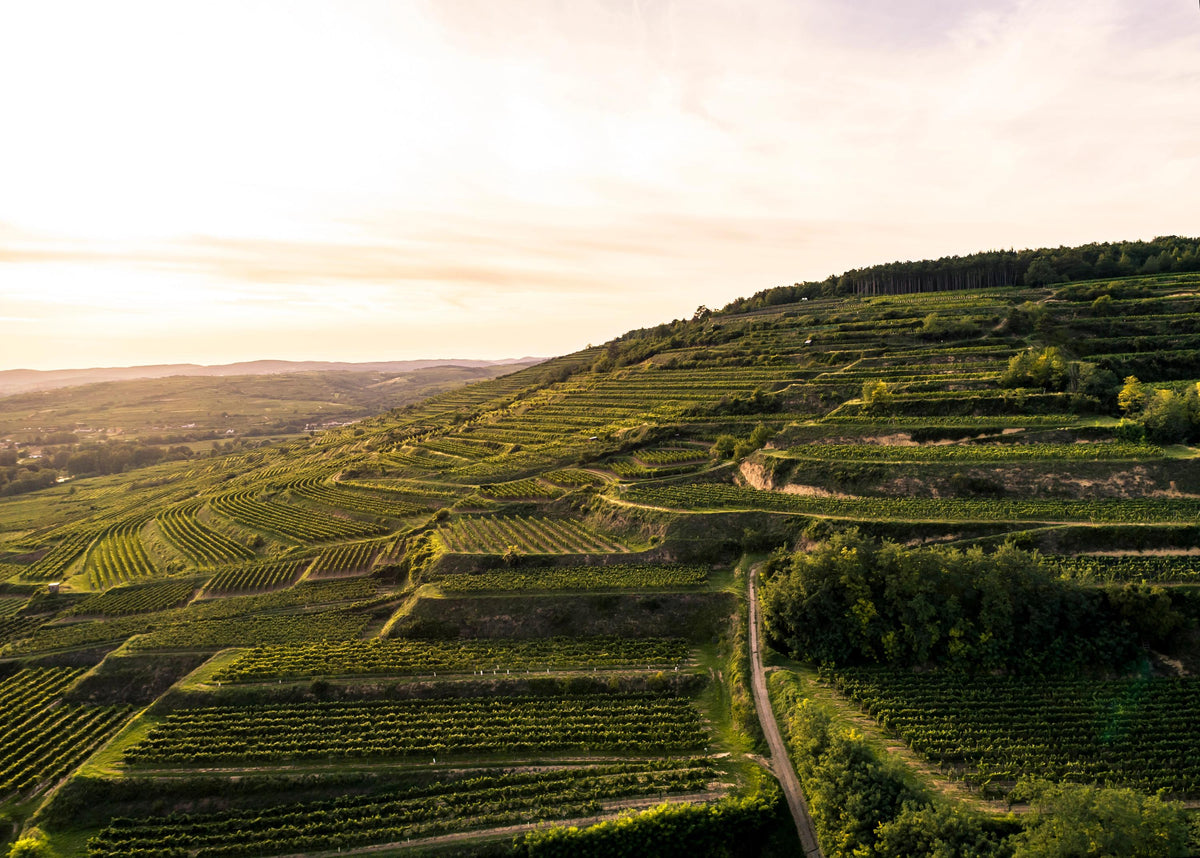 Header Weingut Bründlmayer