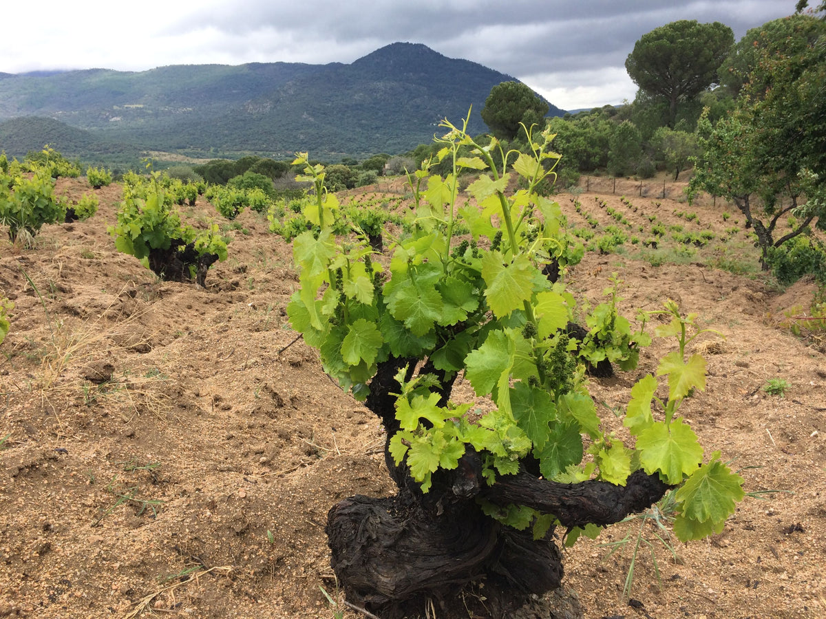 Header Bodegas Bernabeleva
