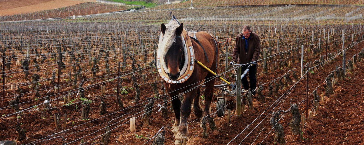 Header Domaine François Bertheau