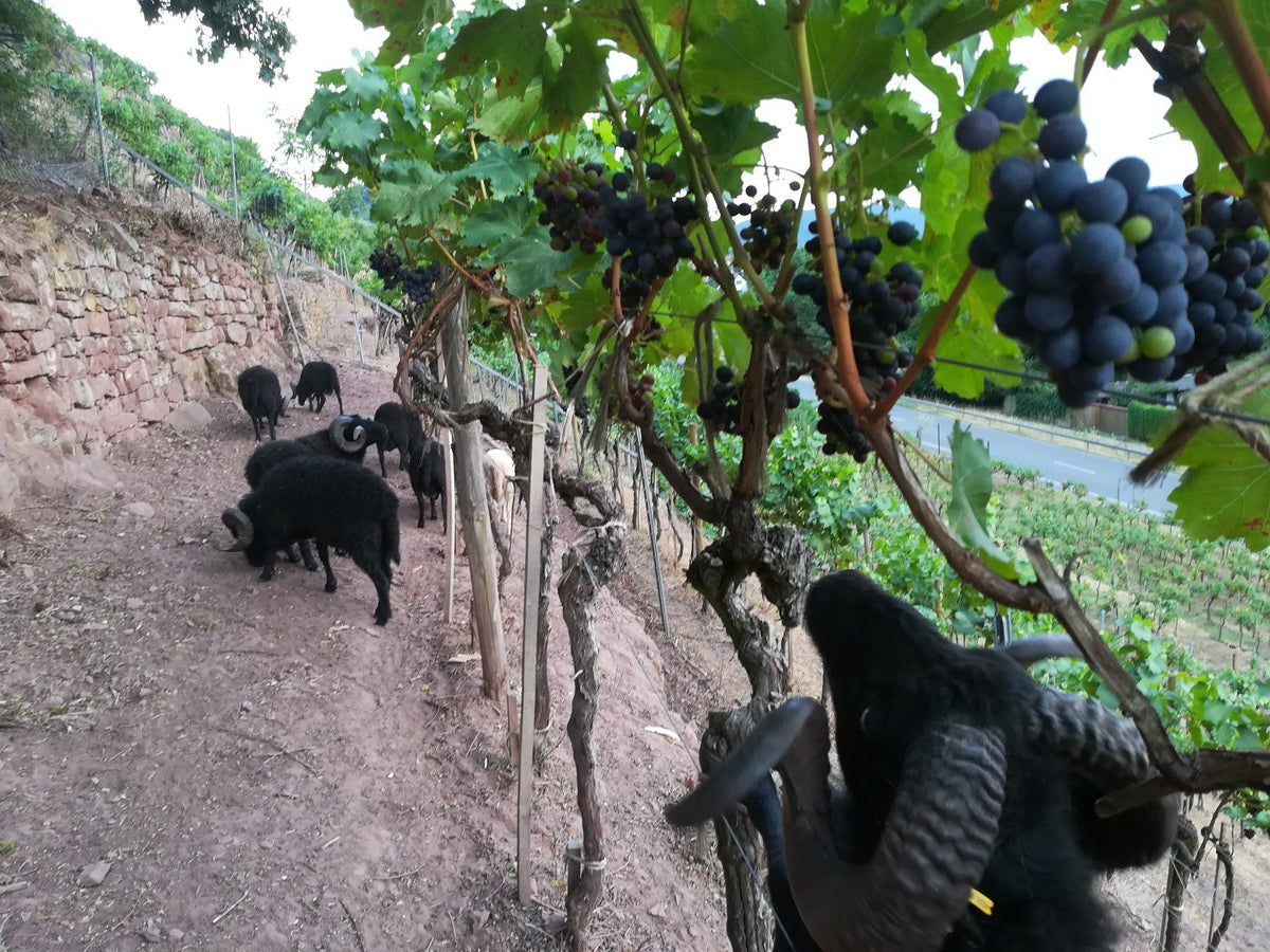 Weingut Benedikt Baltes Bild 2