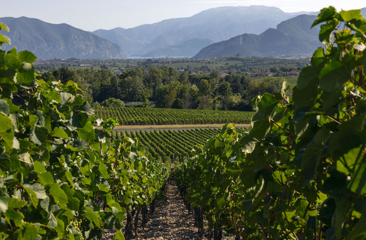Header Ca del Bosco