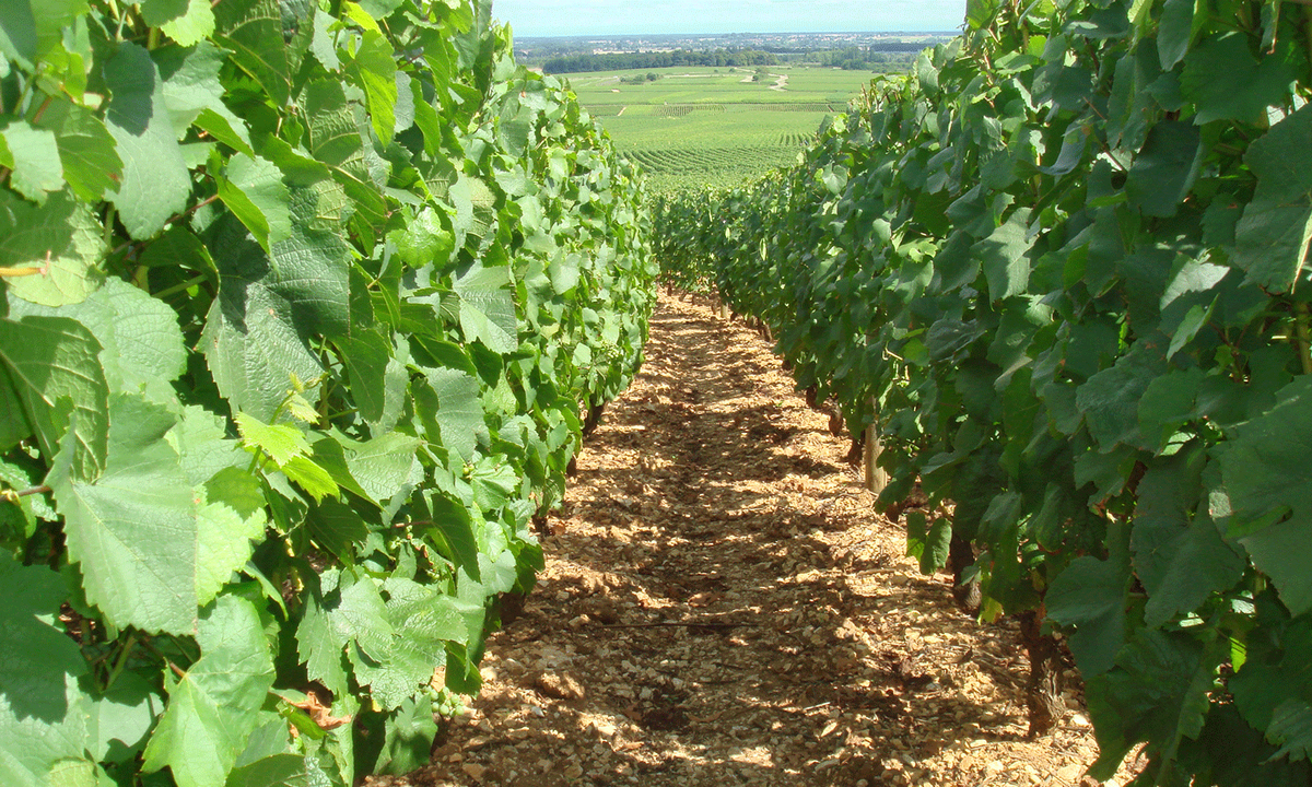 Header Domaine Pernot Belicard