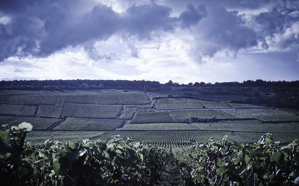 Header Domaine Méo-Camuzet