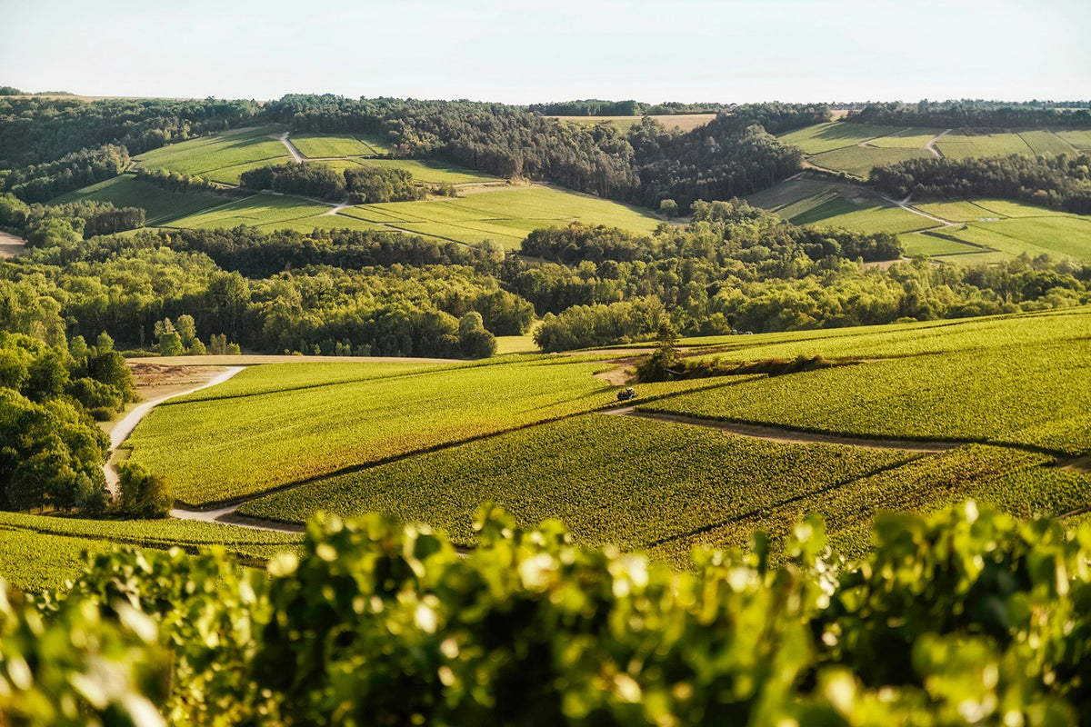 Header Chassenay d’Arce – Maison de Vignerons