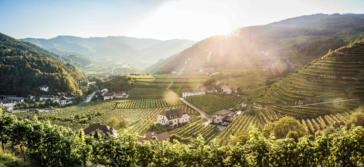 Header Weingut Donabaum