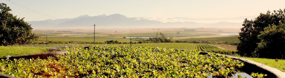 Header Distell Winery