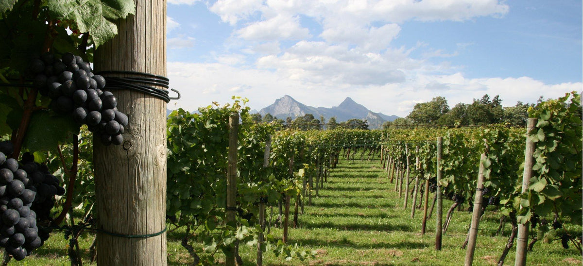 Header Weingut Donatsch