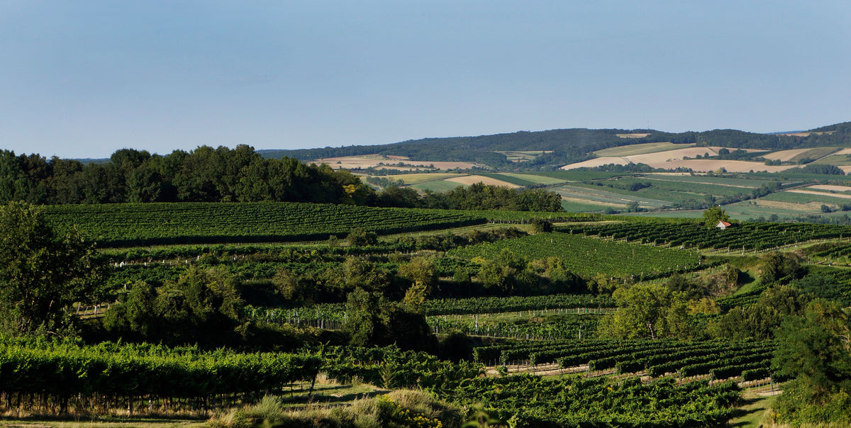 Header Weingut Josef Ehmoser