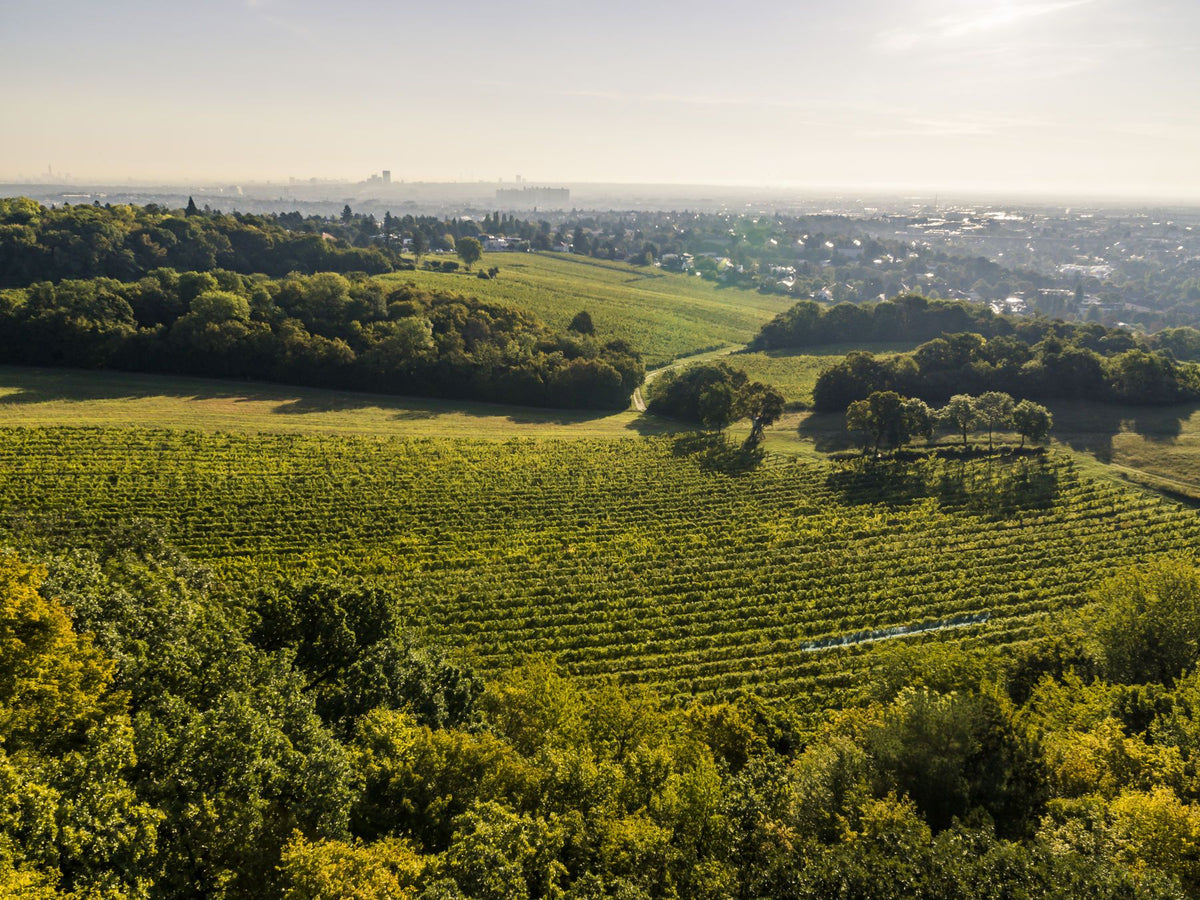 Weingut Fuchs-Steinklammer Bild 2