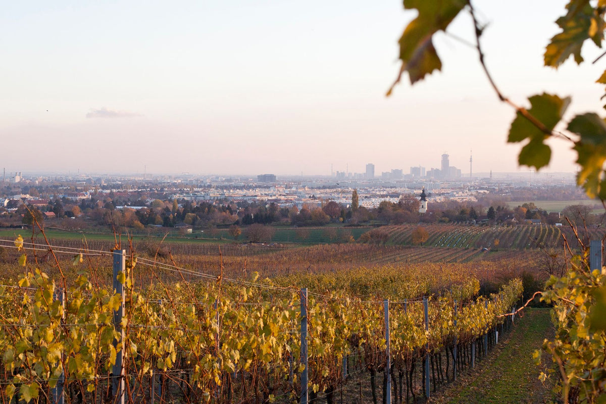 Header Weingut Fuchs-Steinklammer