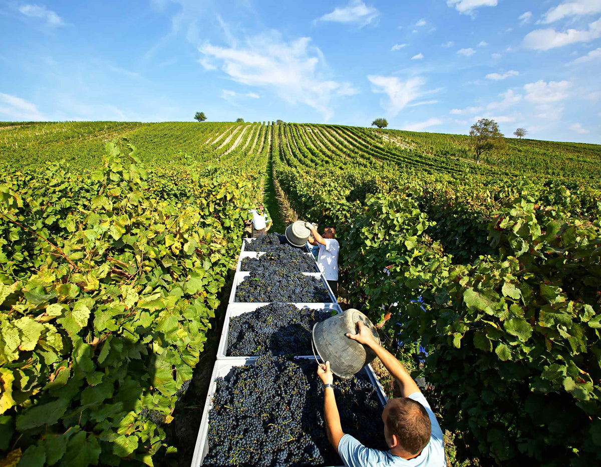 Weingut Albert Gesellmann Bild 2