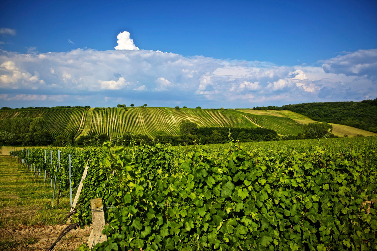 Header Weingut Albert Gesellmann