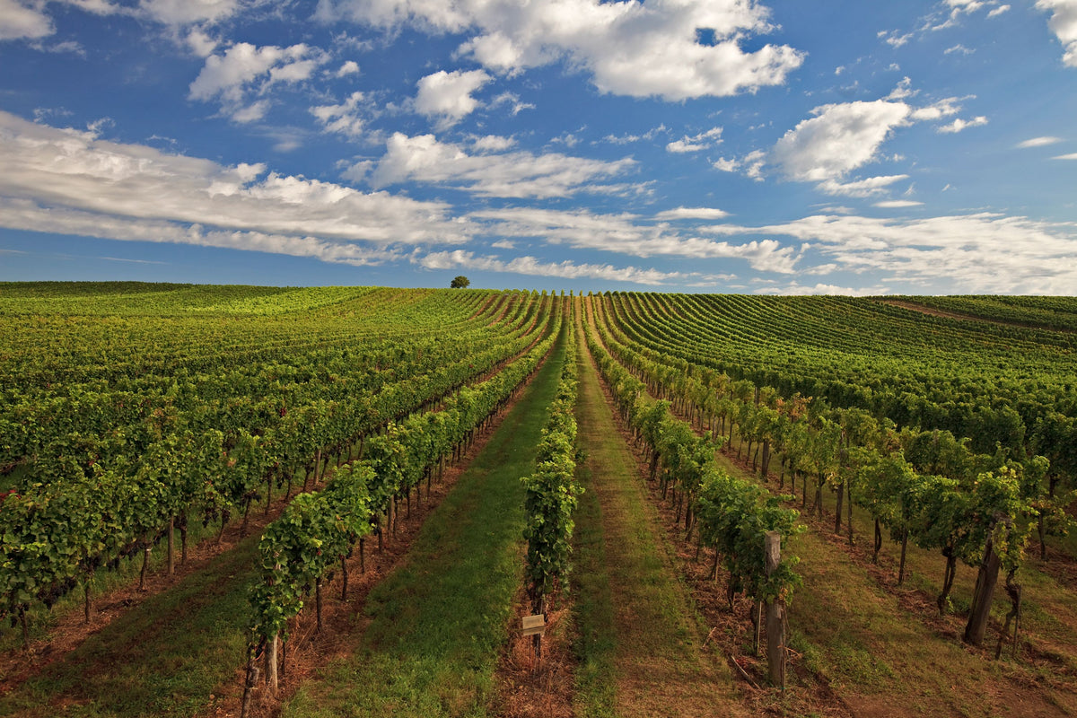 Header Weingut Grassl