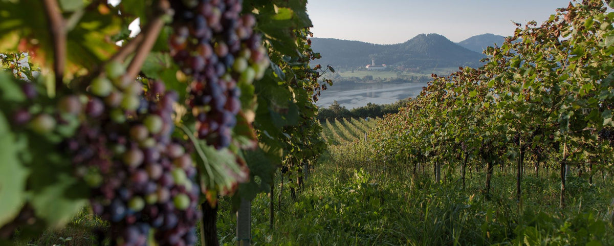 Header Weingut Georgium