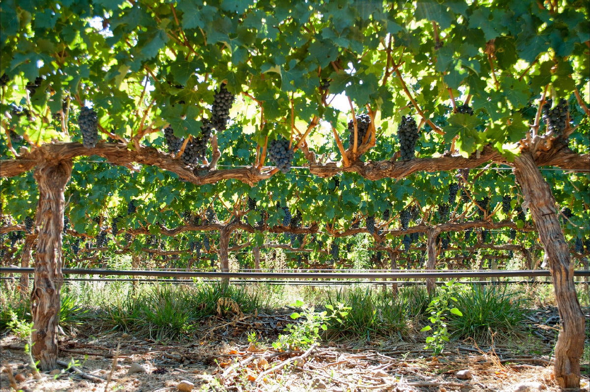 Header 4G Wine Estate