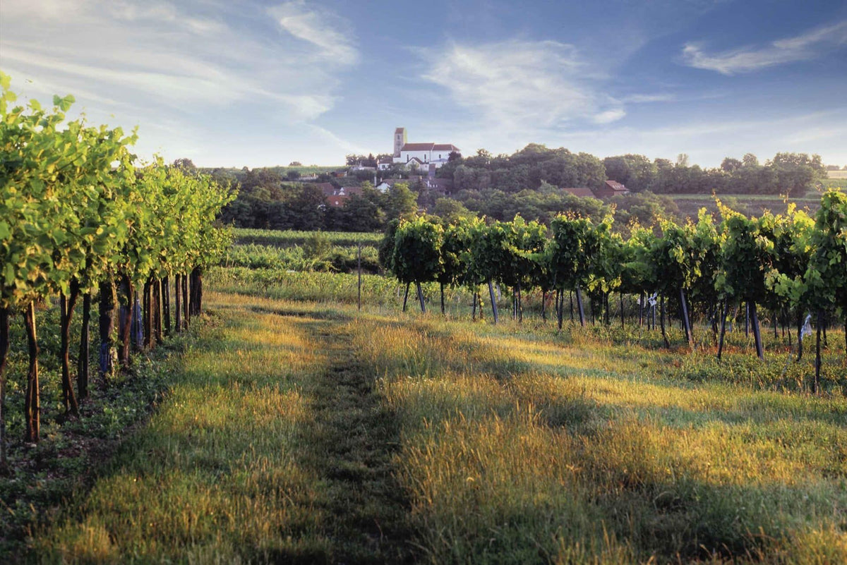 Header Weingut Hofbauer-Schmidt