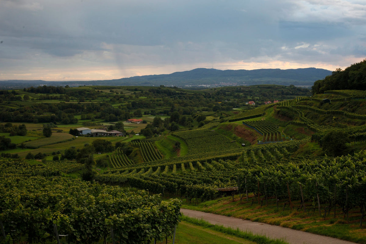 Header Weingut Bernhard Huber