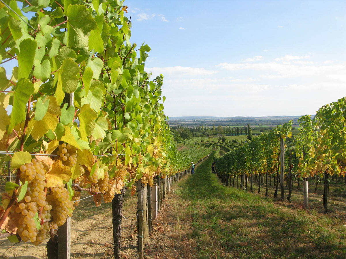 Weingut Kollwentz Bild 2