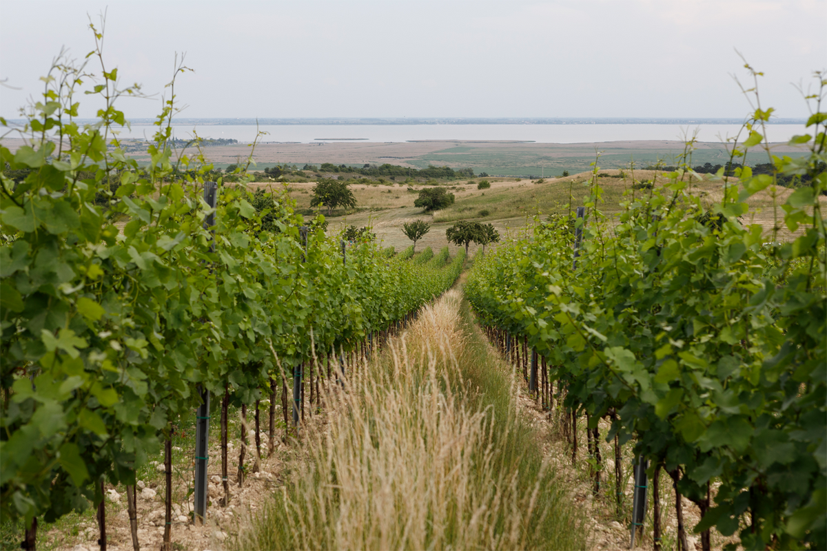 Header Weingut Lichtenberger González