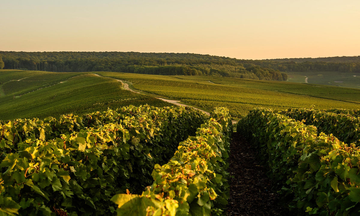 Header Laurent-Perrier