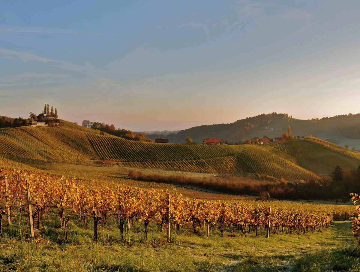 Header Weingut Wolfgang Maitz