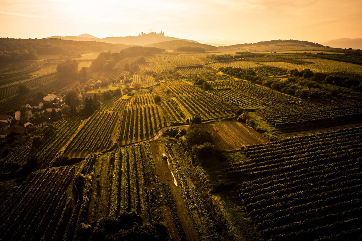 Header Weingut Müller