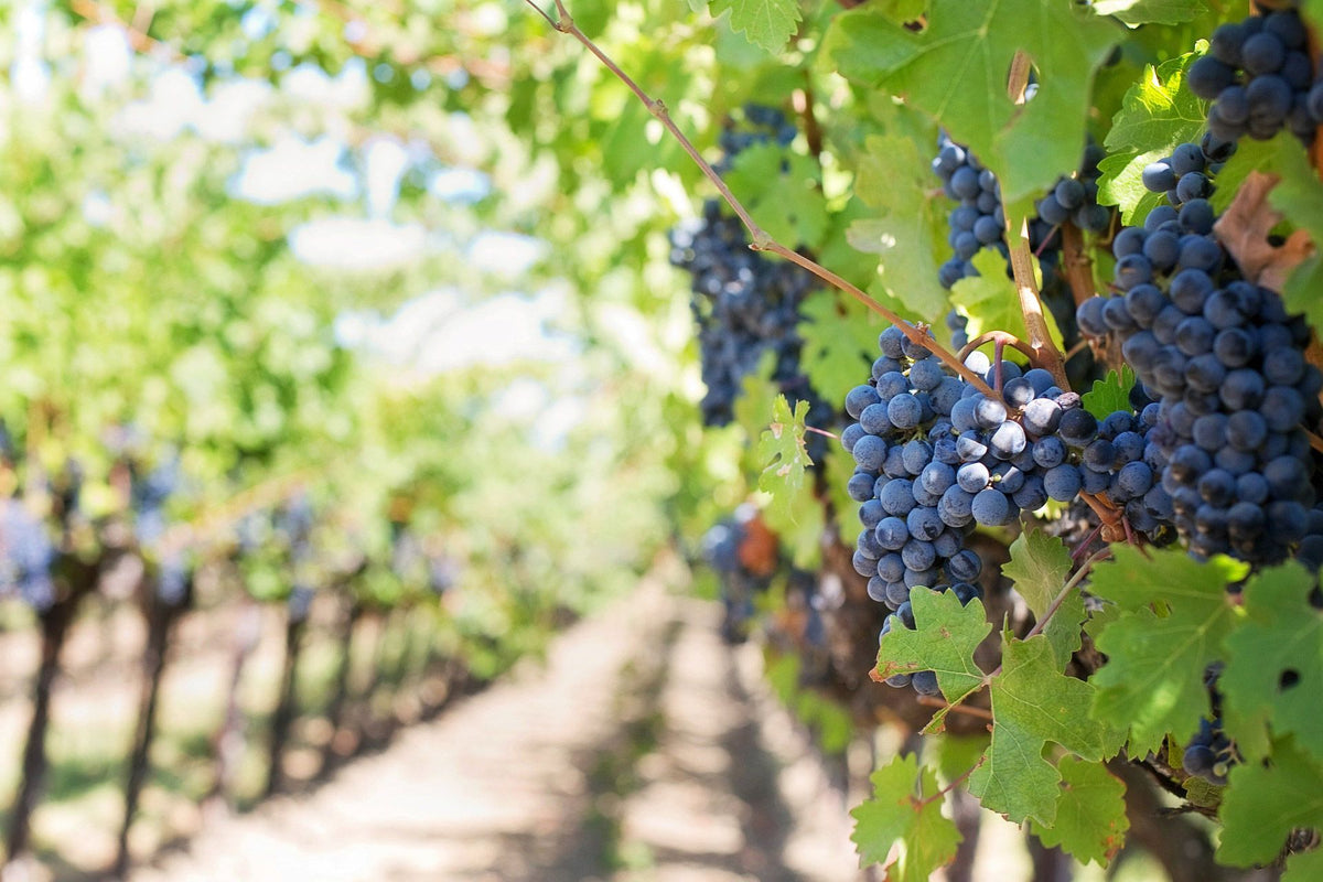 Header Weingut Mantlerhof