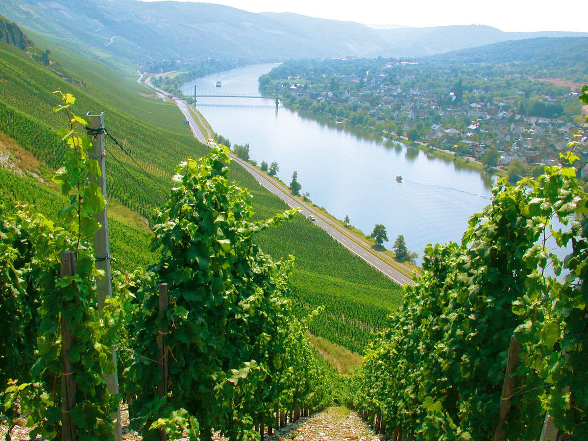 Header Weingut Markus Molitor