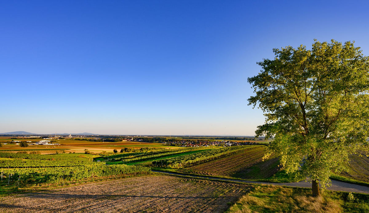 Header Bioweinbau Christian Mrozowski