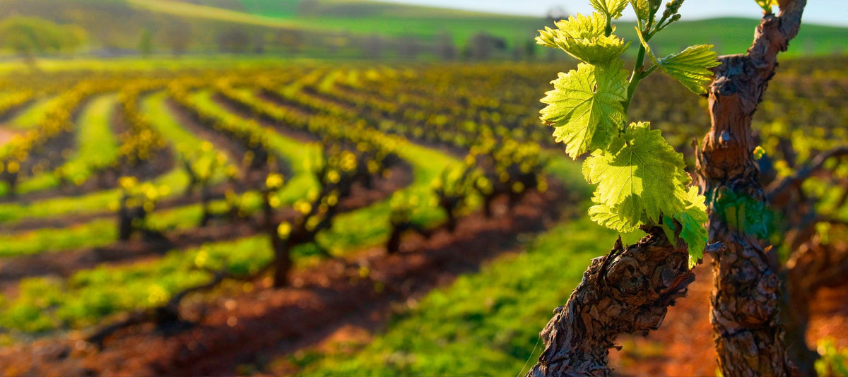 Header Bodegas Emilio Moro
