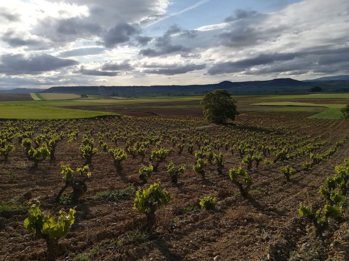 Header Bodega Miguel Merino