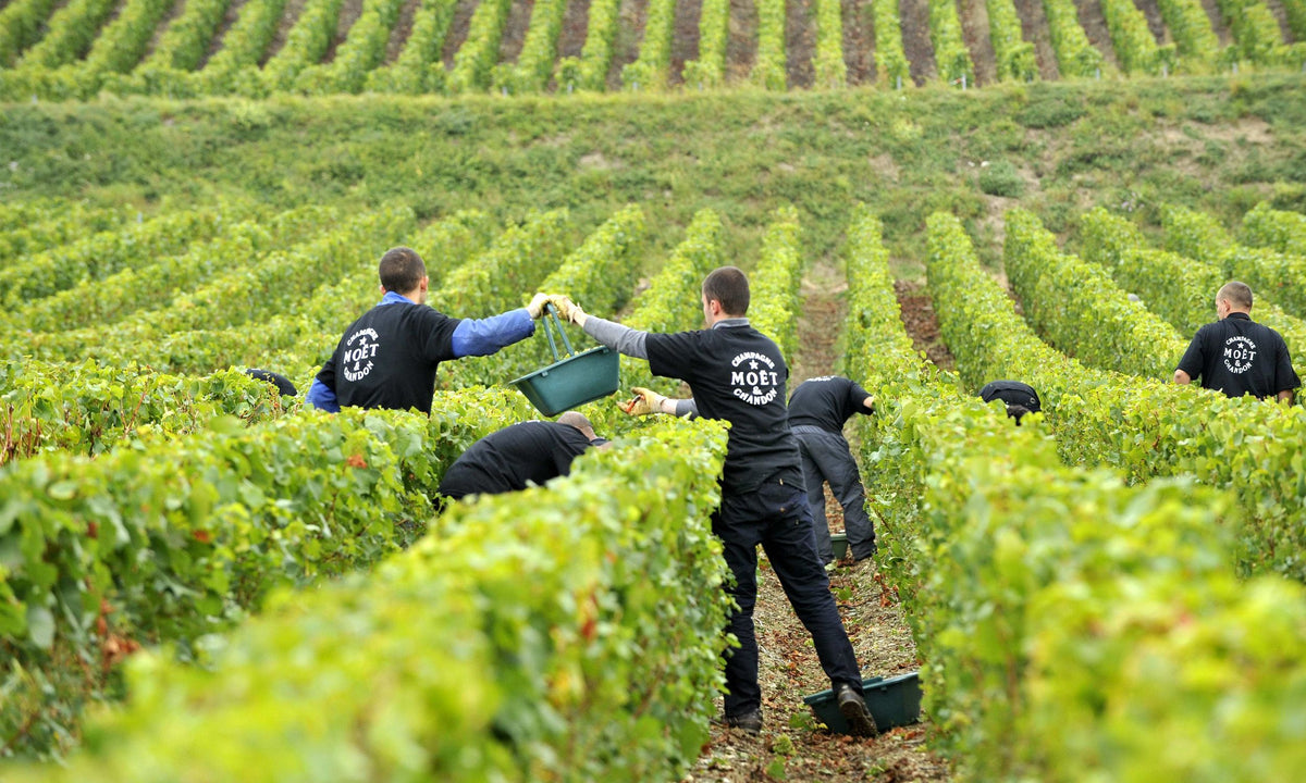 Header Moët & Chandon