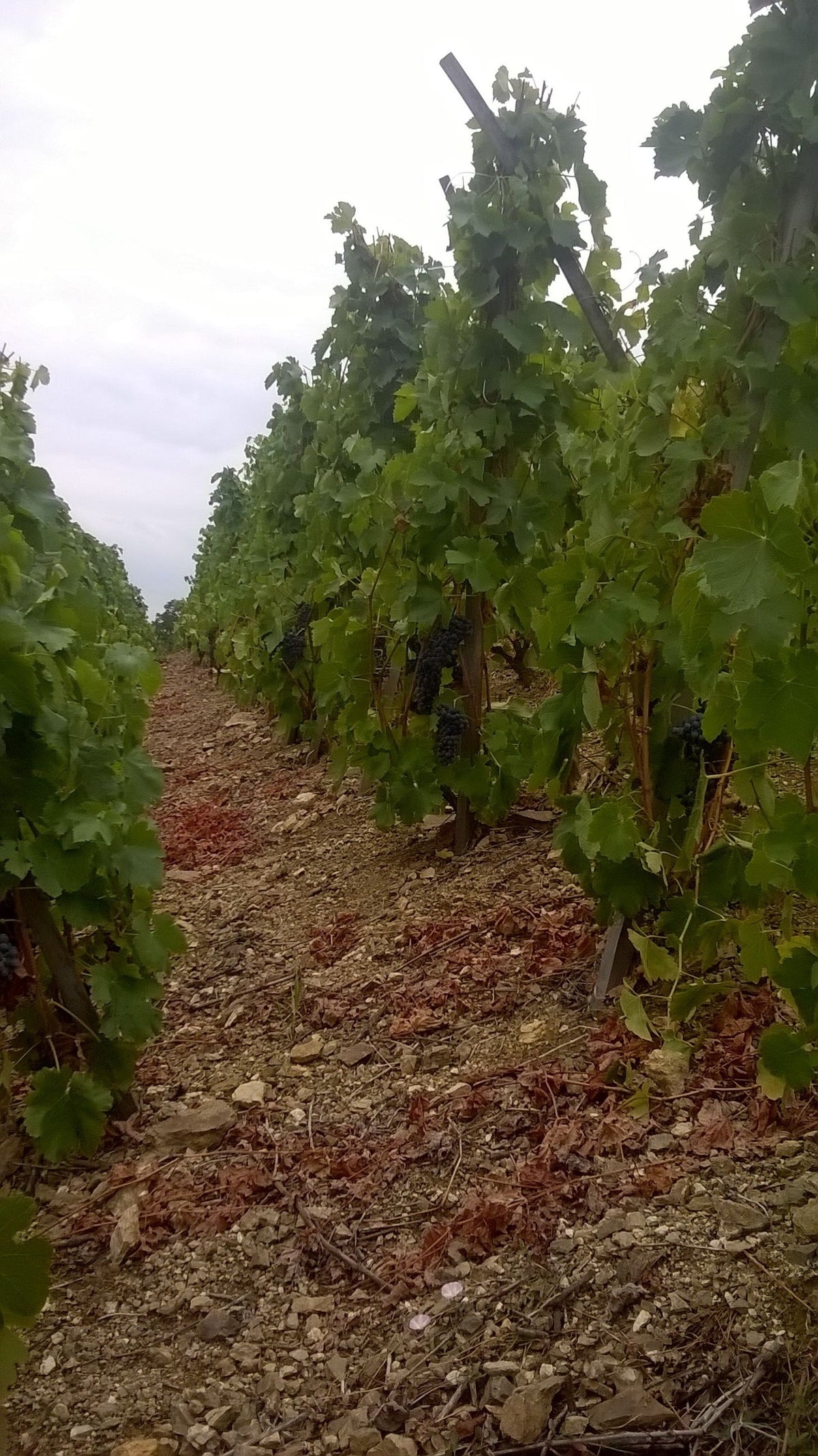 Domaine François Merlin Bild 2