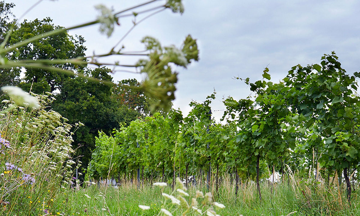 Header Weingut Ludwig Neumayer