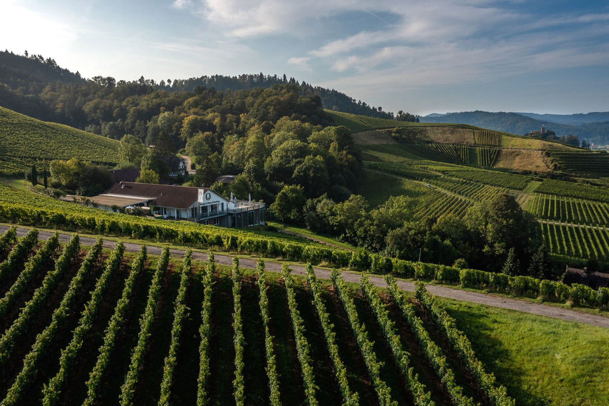 Header Weingut Schloss Ortenberg