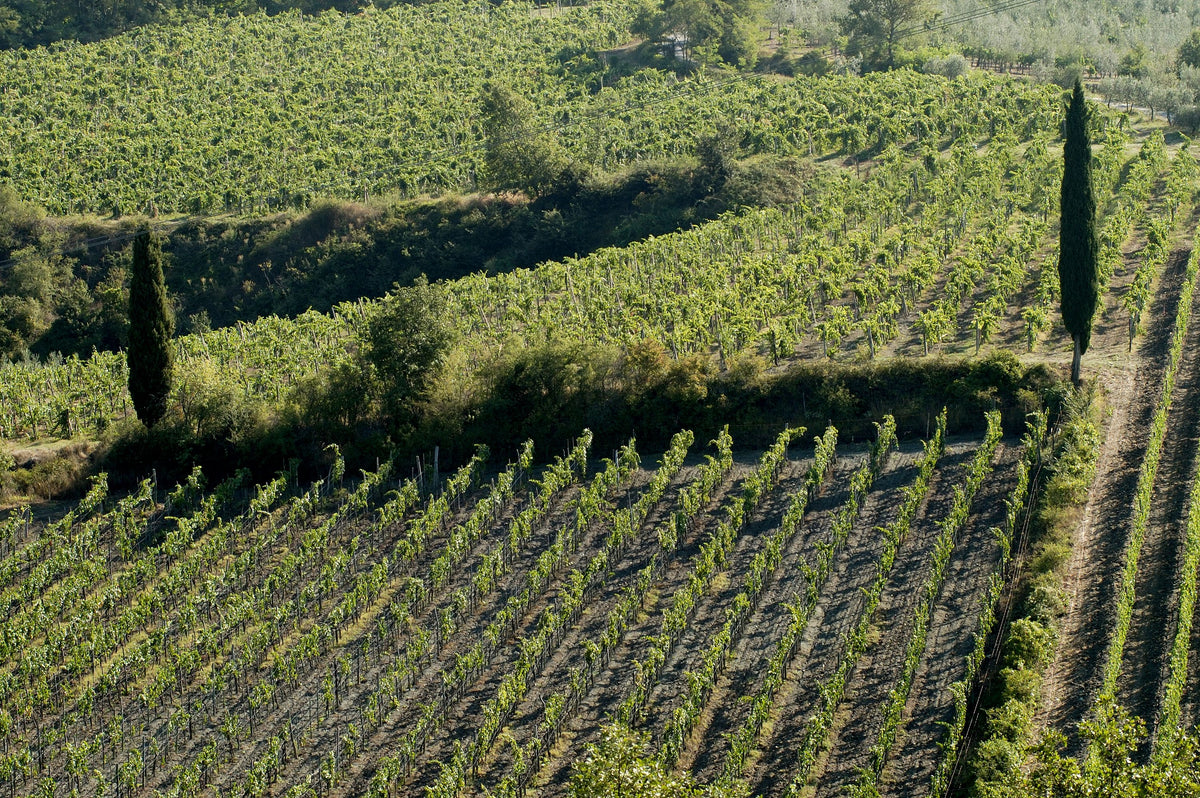 Header Castello di Querceto