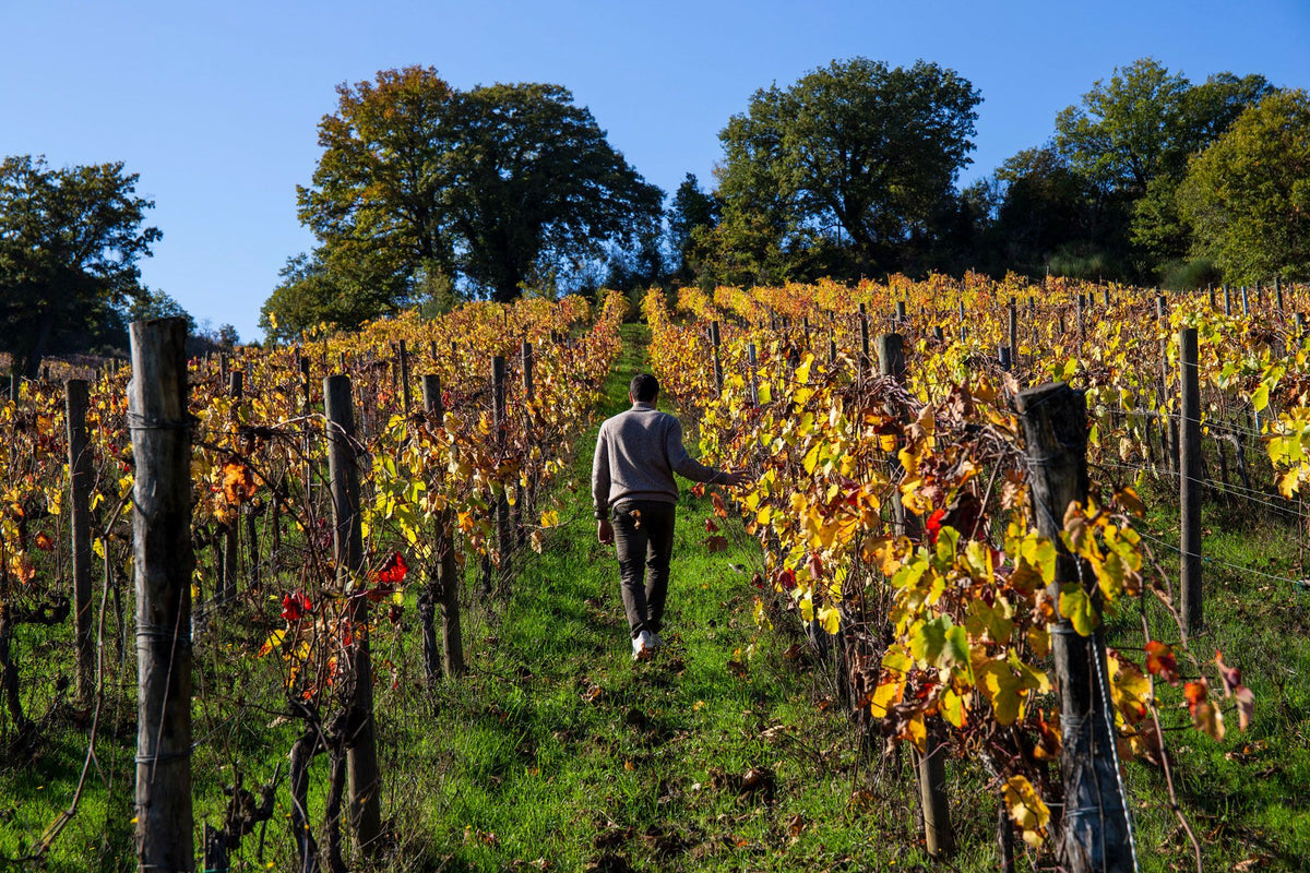 Fattoria le Pupille Bild 2