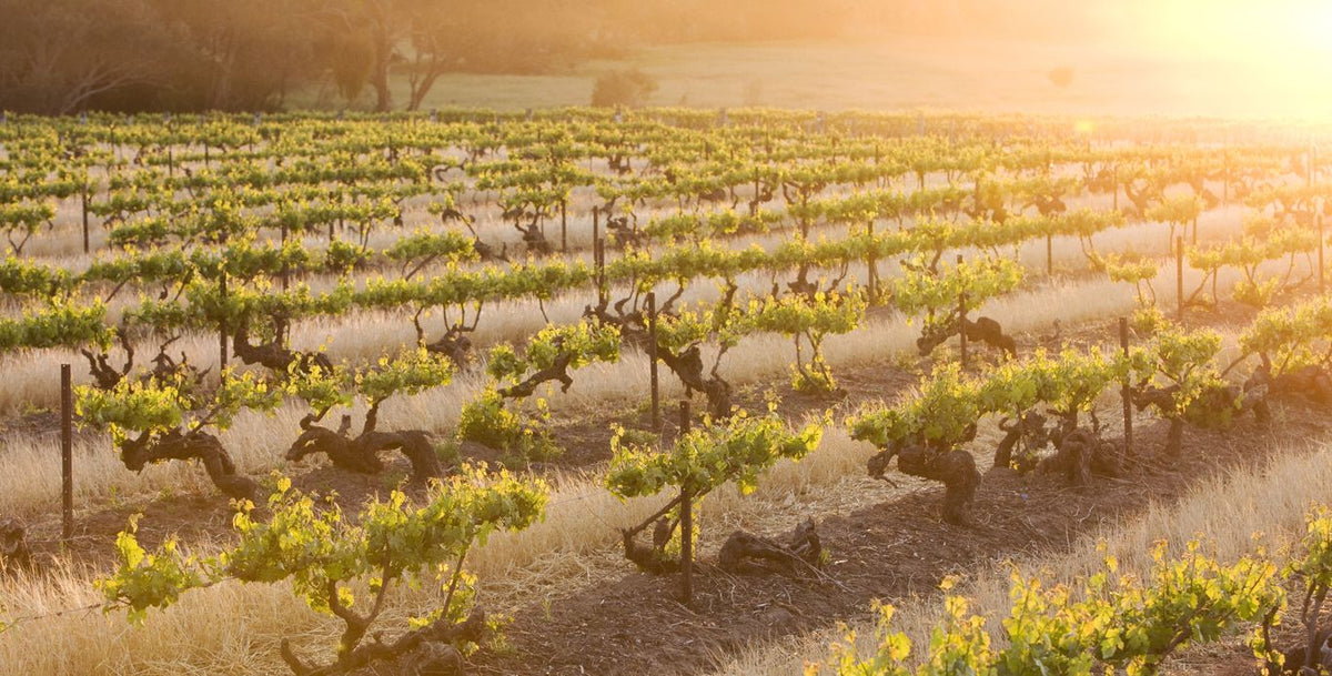 Header Penfolds
