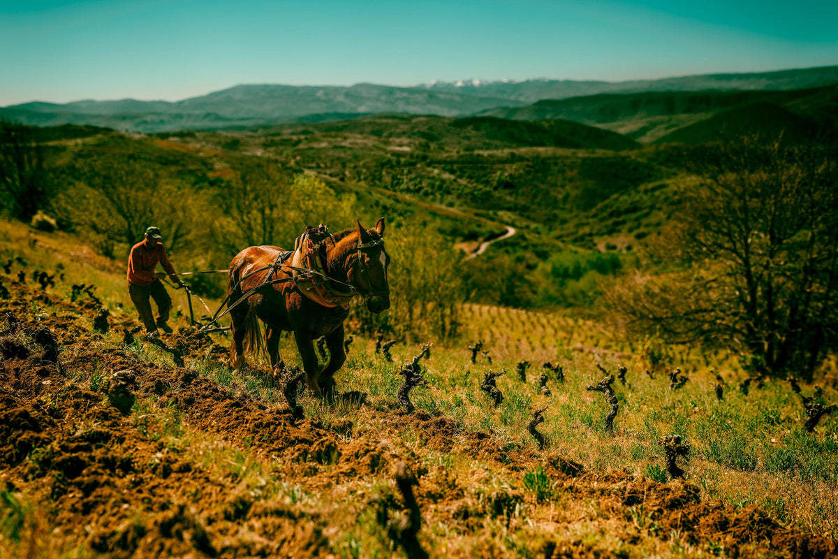 Header Raúl Pérez Bodegas y Viñedos