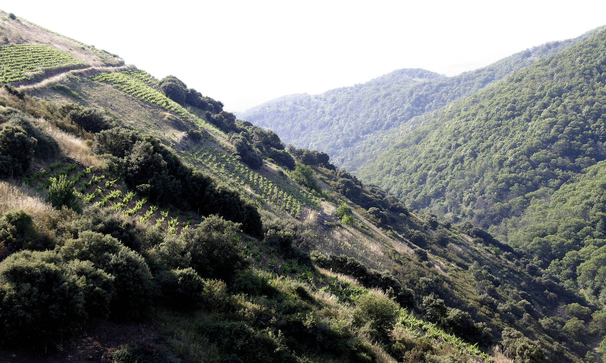 Header Álvaro Palacios