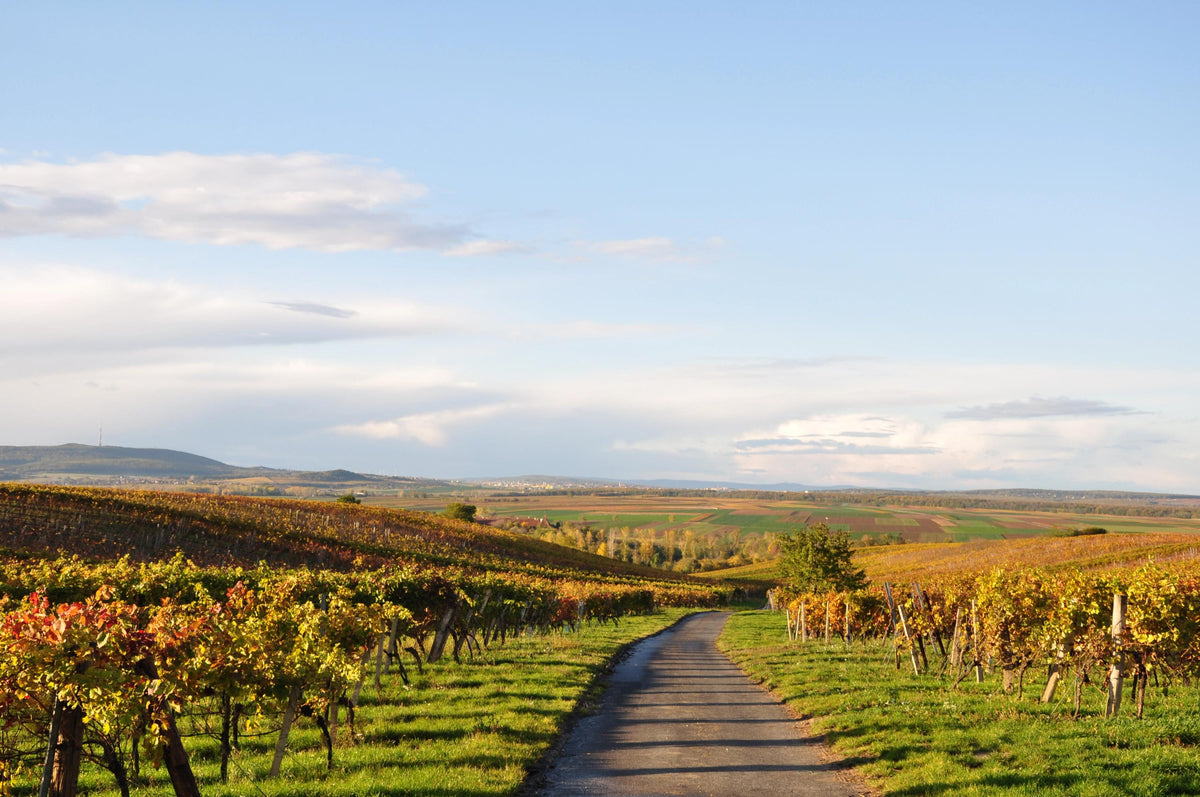 Header Weingut Reumann