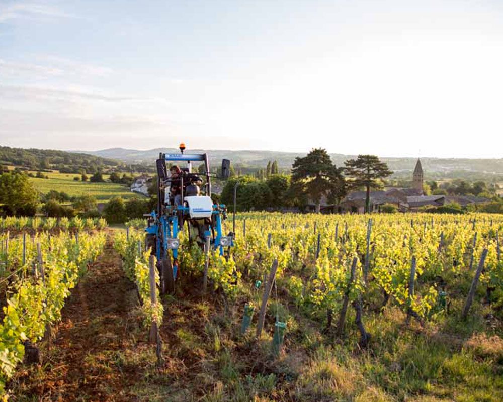 Domaine Clos de Rocs Bild 2