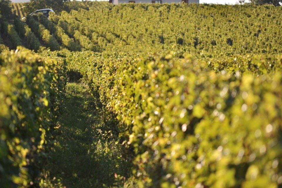 Header Domaine Clos de Rocs