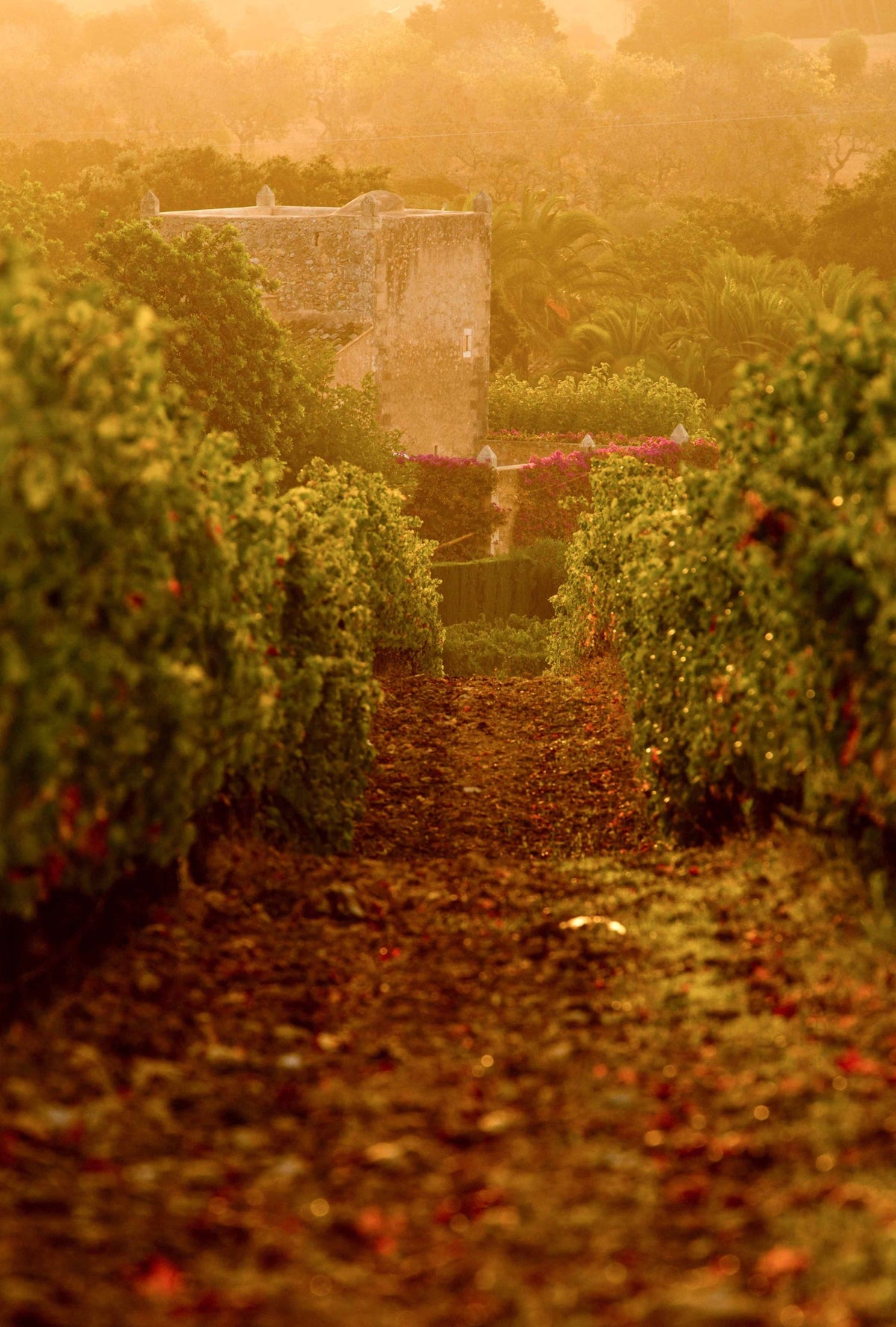 Bodegas ses Talaioles Bild 2