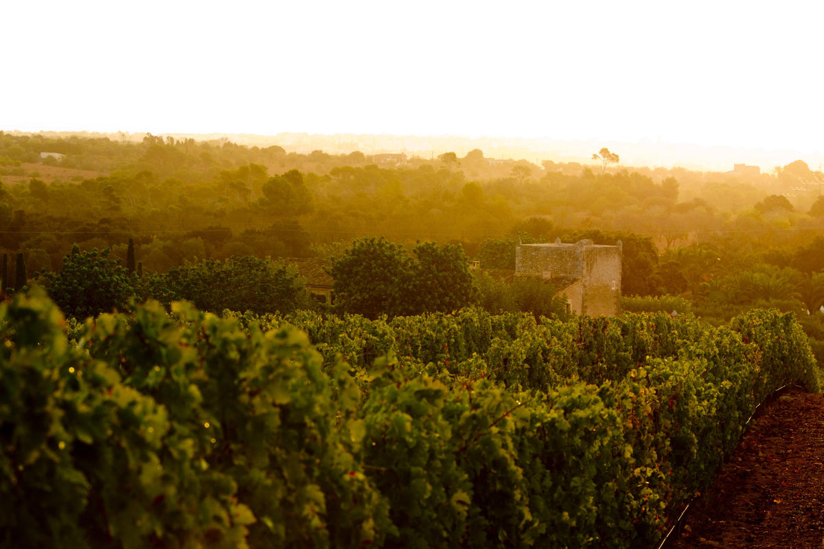 Header Bodegas ses Talaioles